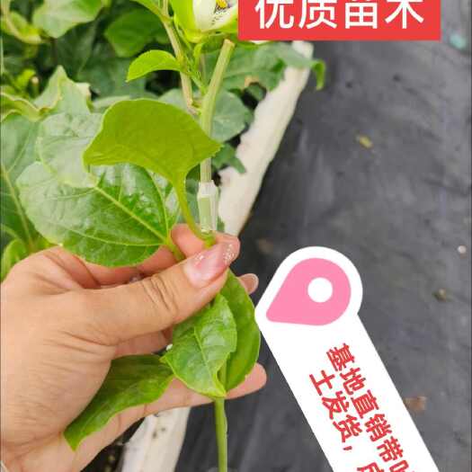 柳州百香果黄金果苗 台农苗 插扦苗嫁接苗 钦密9号黄金百香果嫁接