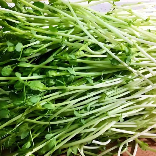 兰州新鲜豌豆苗 甘肃兰州直发 七里河区现摘现发 健康食材选择