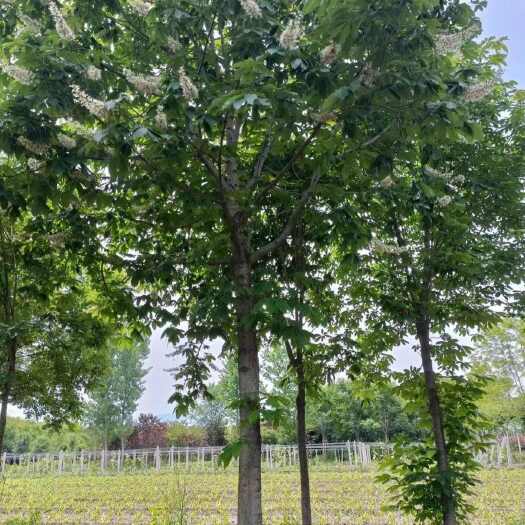 咸阳陕西杨凌优质七叶树苗 咸阳基地直供 乔木绿化苗木批发