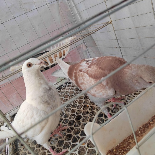 苏州自家养的优品鸽子信鸽，落地王等品种。纯高粱玉米等喂养。精品鸽