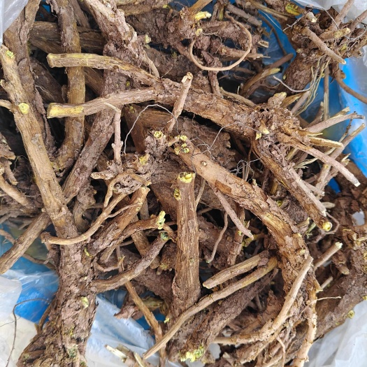 陕西秦岭本地黄芩，生长周期长，含量高，纯干精品货，质量如图