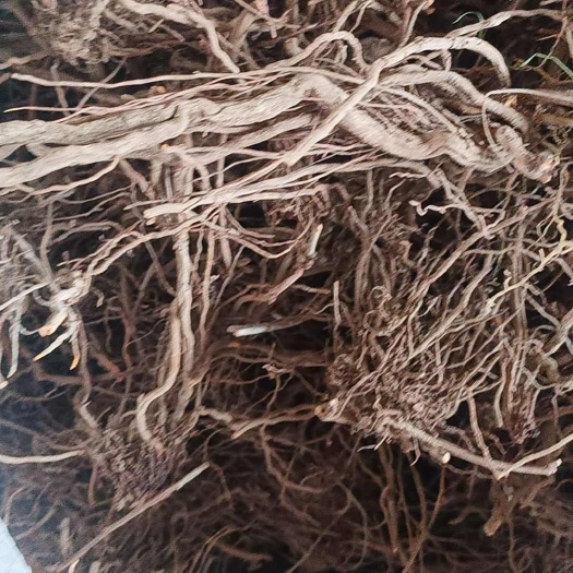 咸阳本人常年经营茜草大统货各种规格