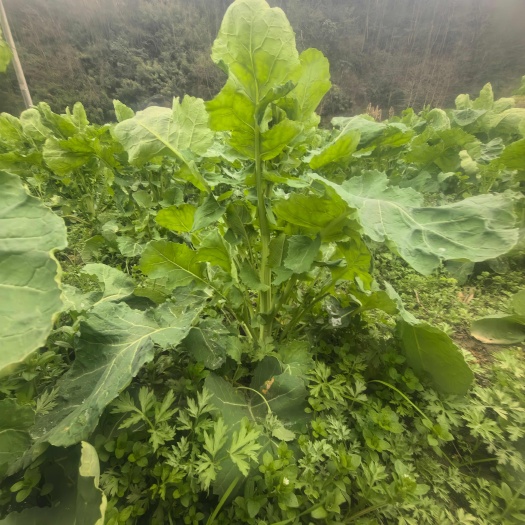 恩施富硒油菜苔 新鲜现摘直发建始县