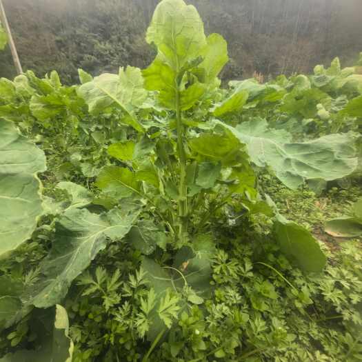 建始县恩施富硒油菜苔 新鲜现摘直发建始县