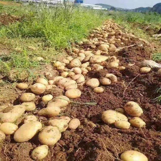 贵州毕节黄心土豆新鲜直供 食品经营许可保障品质