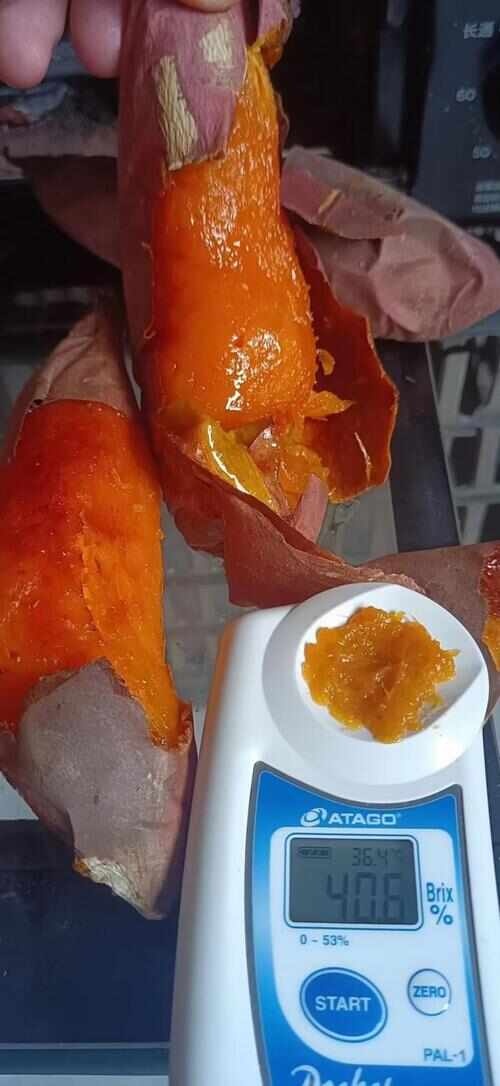 雄县蜜薯