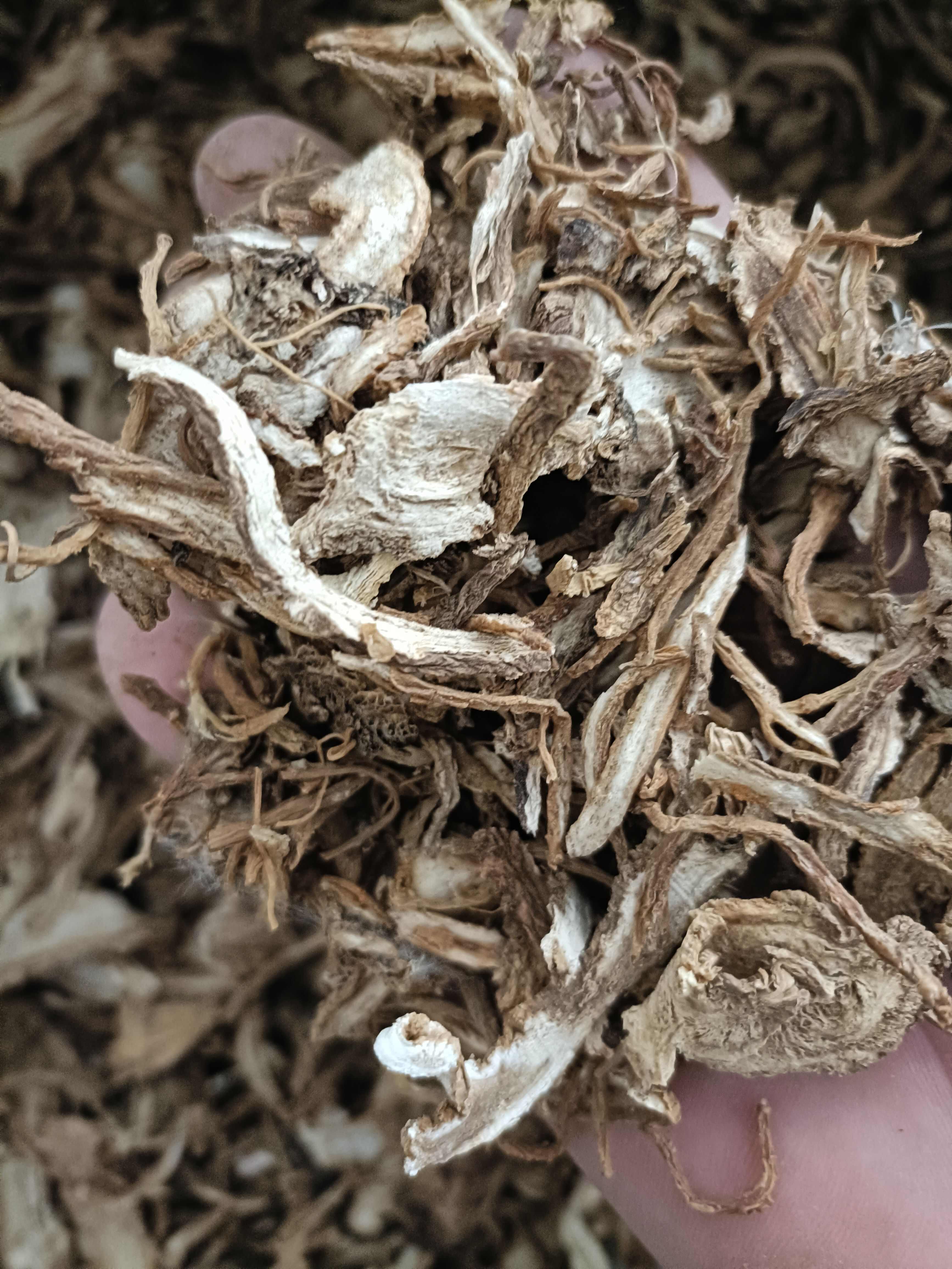 鄄城县【麻当归】产地甘肃，一手货源大货供应规格齐全量大优惠。