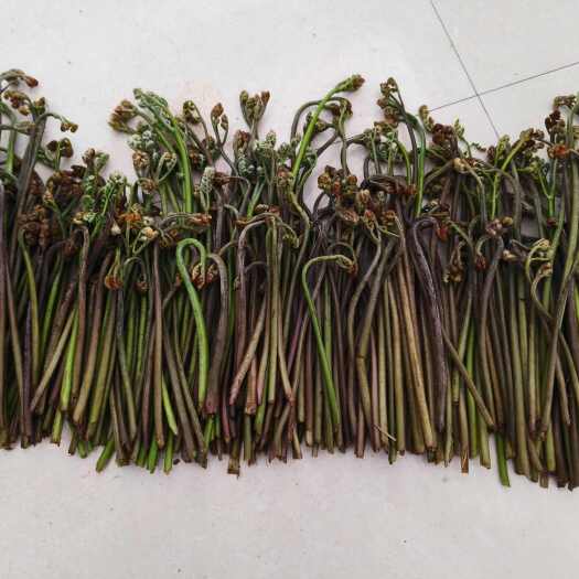 浏阳市新鲜现摘湖南蕨菜龙爪菜包邮