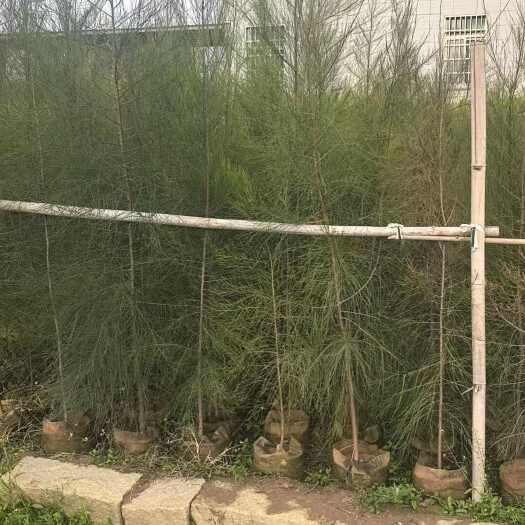 漳浦县木麻黄，一手货源，欢迎选购