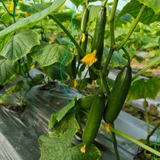 菏泽小黄瓜