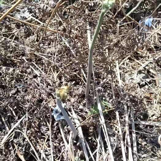 醴陵市山里野蕨菜大量上市