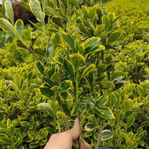 咸阳陕西杨陵优质金边黄杨灌木苗木基地直销发货