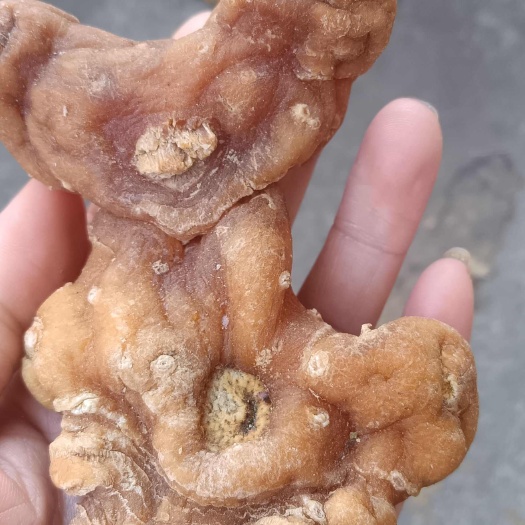 广州黄精，姜形黄精，甜黄精