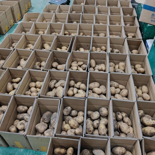 毕节贵州毕节黄心土豆新鲜直供 食品经营许可保障品质