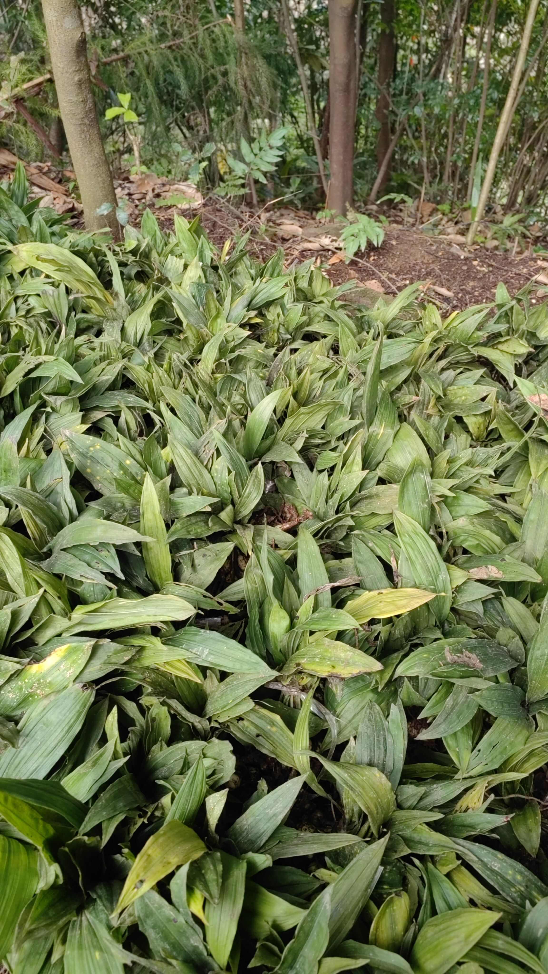 大量出售紫花宽叶毛慈菇苗  品种好  质量保证