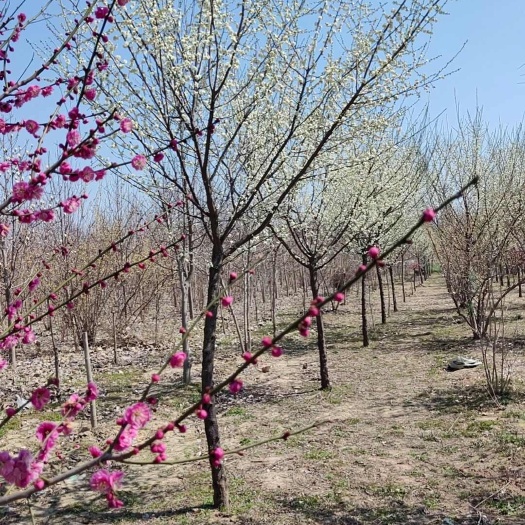 红梅  出售金钱绿萼梅花绿梅花盆景雪蝶恋梅花盆景量大免费送