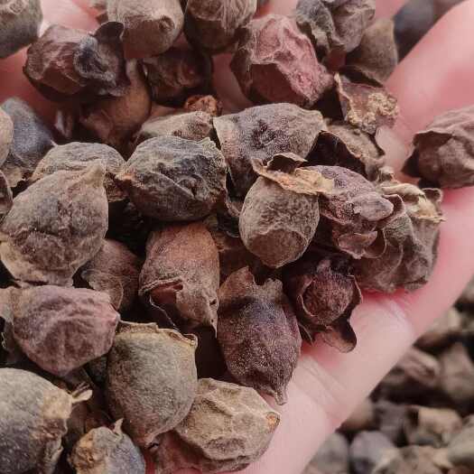 马稔干，稔子，山稔子干，野生的山稔子，金桃娘