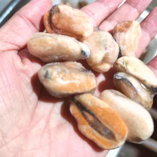 日照海虹肉源头工厂出口级别有检验报告年产千吨数海红贻贝青口淡菜