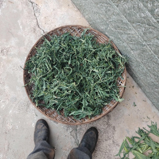 宾川县台菜都，贡菜尖，自然凉晒干