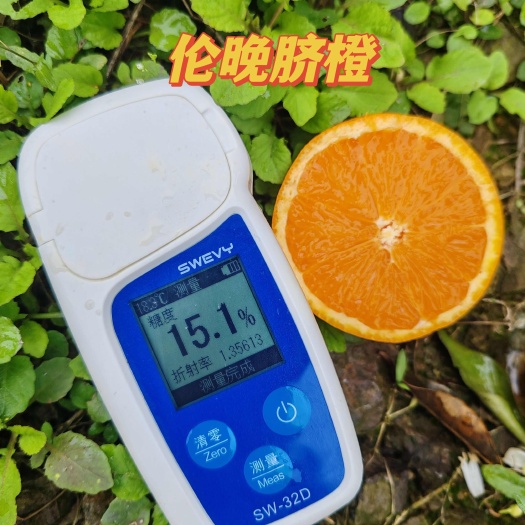 秭归县伦晚脐橙