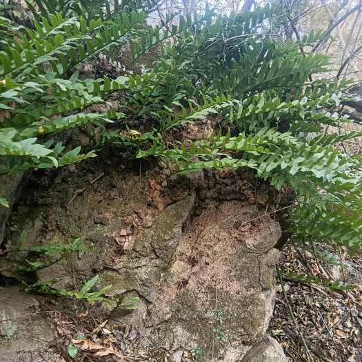 永康市骨碎补猴姜肾好高山现挖泡酒药酒炖肉补骨外敷