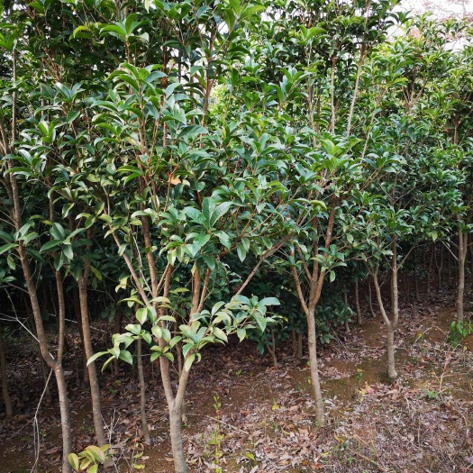 桂花树 金桂  丹桂