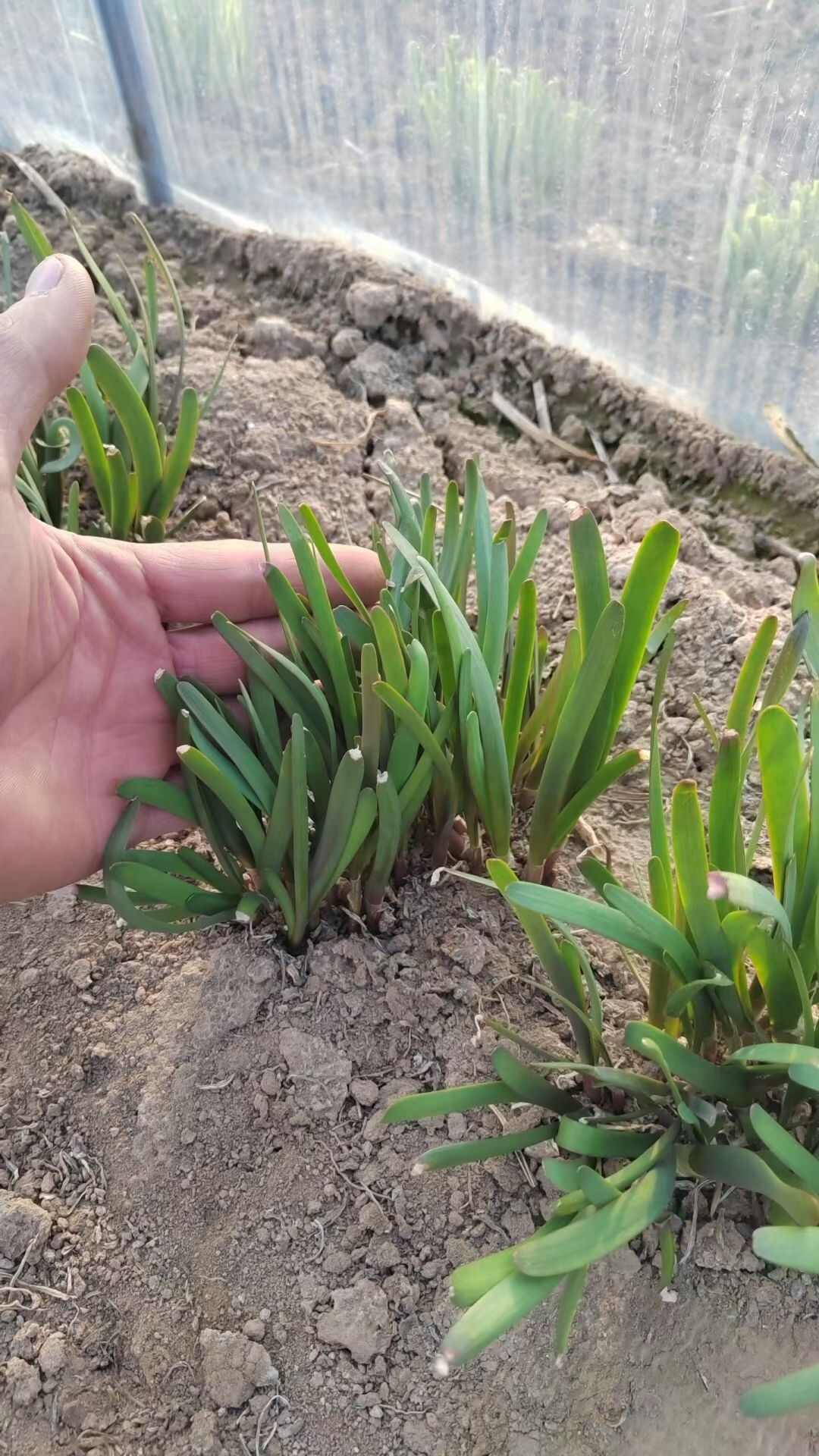 农丰寒青红根韭菜种子
