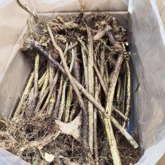 康县鬼箭羽 鬼箭羽苗子 一手货源产地直发欢迎订购
