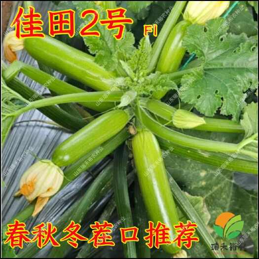 寿光市绿皮西葫芦种子 春秋冬茬口推荐/佳田2号/500粒装