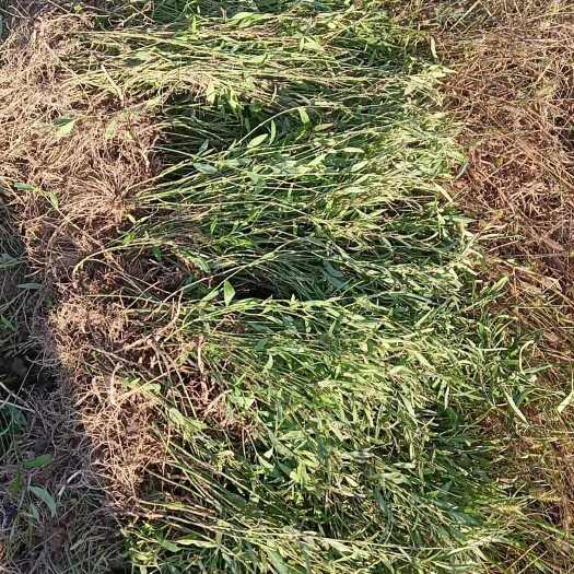 武汉白前全草
