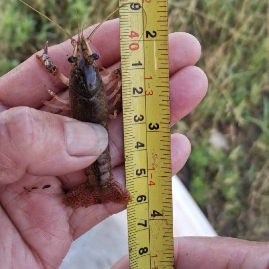龙虾苗价格－ 龙虾种苗批发 －小龙虾苗