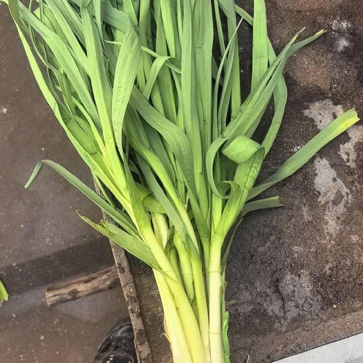衢州新鲜蒜苗
