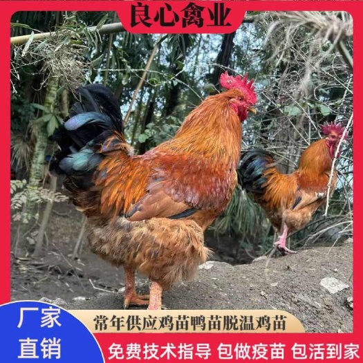 衡阳K9鸡苗孵化场直卖快大型肉鸡苗大红公鸡苗九斤黄鸡快速型肉鸡