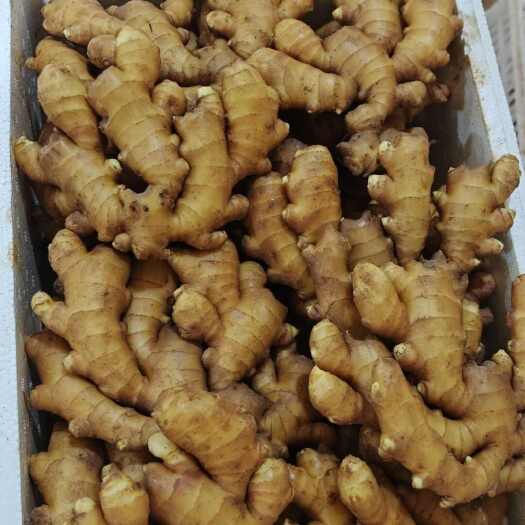 沂水县山东精选小黄姜
