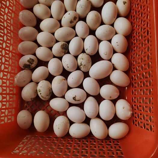 江永县自家养殖的鸽子便宜卖了，需要的老板请电话联系