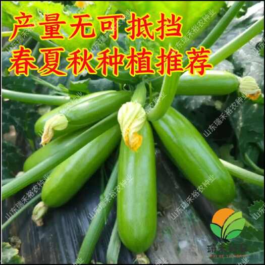 寿光市耐热抗病春夏秋茬口益农3号西葫芦种子