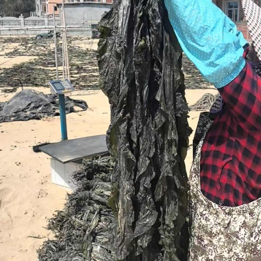福建秀屿日晒沙地海带干非无沙无绝干早期头水干海带摆摊好物