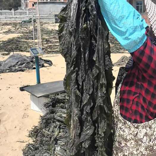 莆田福建秀屿日晒沙地海带干非无沙无绝干早期头水干海带摆摊好物