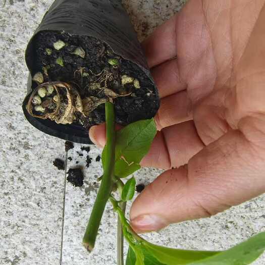 象州县钦蜜扦插苗 苗粗壮根 最矮5公分左右 有现货。