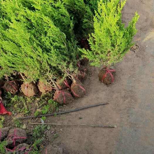 基地大量出售高度40-50厘米蜀桧（也叫塔柏）