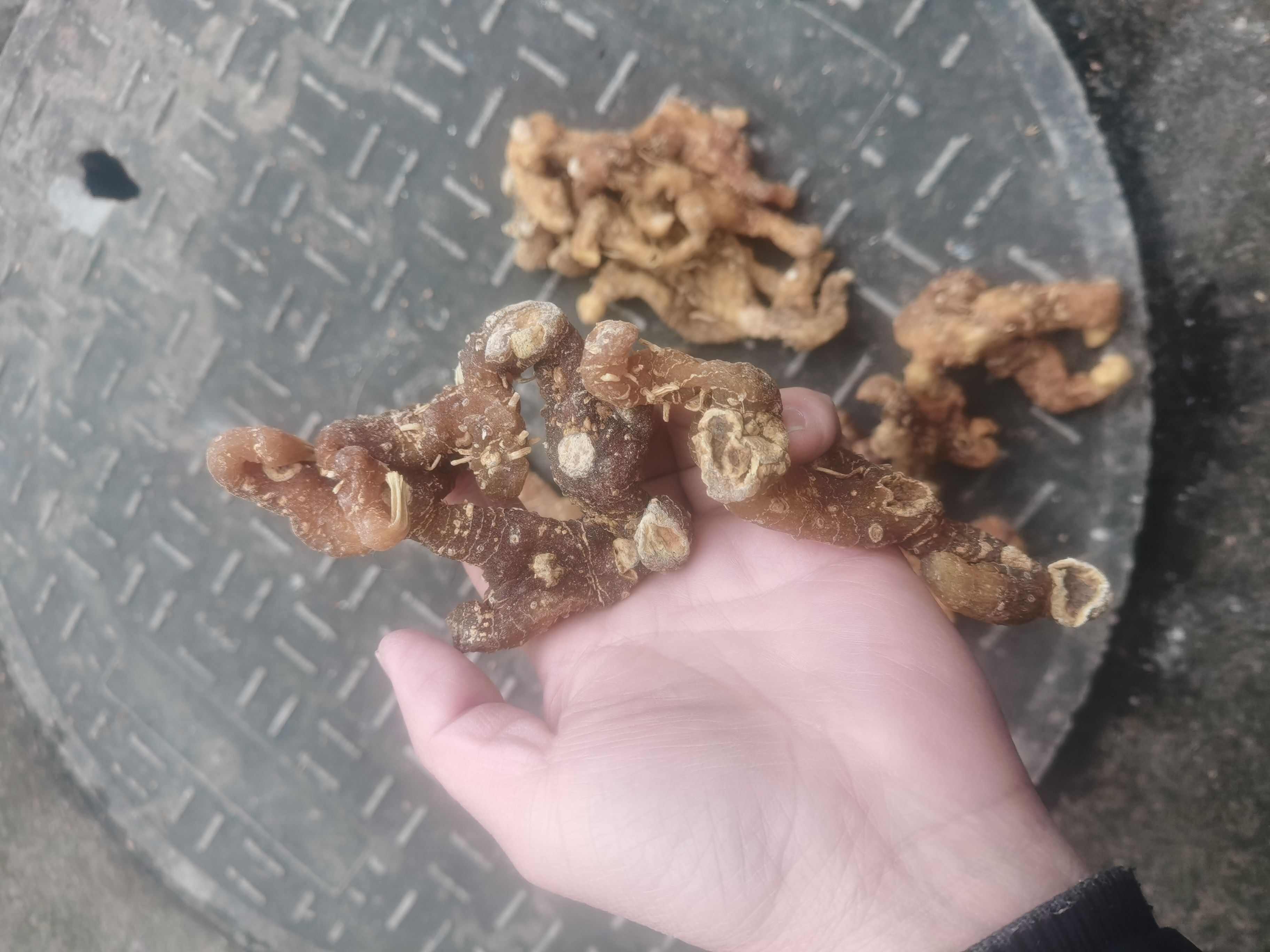 林下姜型黄精干货
