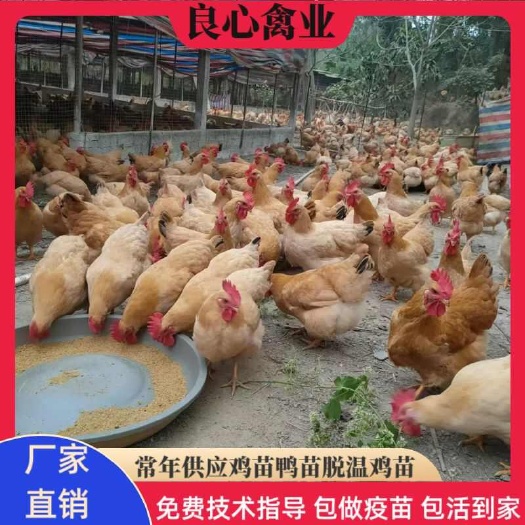 衡阳三黄鸡苗黄土鸡苗另有五黑鸡苗小脚土鸡苗湘黄土鸡苗跑山土鸡苗
