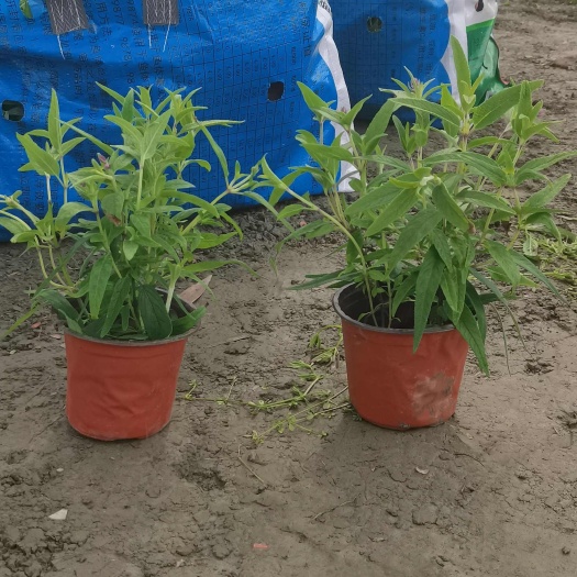 成都鼠尾草工程苗，自产自销基地数量大