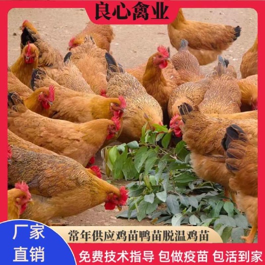 衡阳灵山麻鸡苗黄麻土鸡活苗山地放养小脚土鸡易活好养支持技术指导