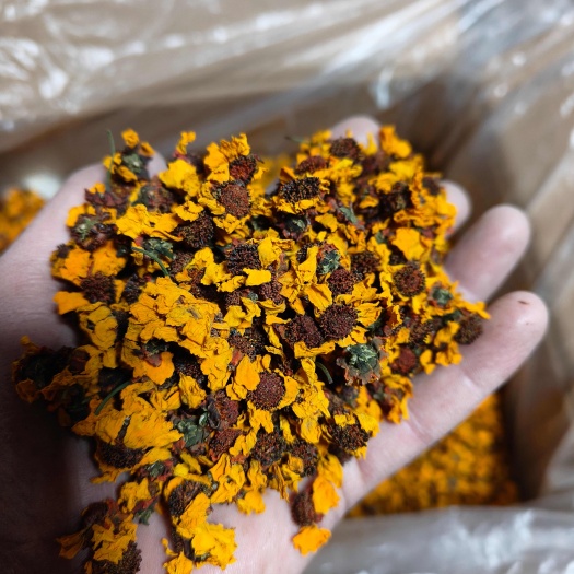 乌鲁木齐雪菊