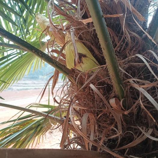 高海拔棕包