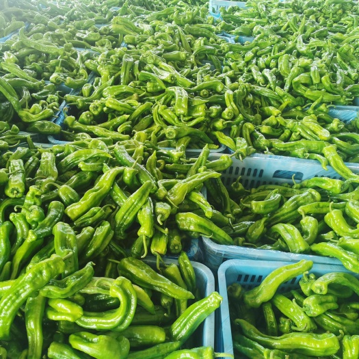 兰陵鲜辣椒基地青椒大棚椒新鲜蒜苔豆角产地直发
