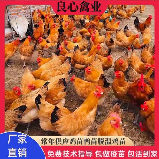 衡阳小麻鸡苗土鸡苗青脚土鸡苗蛋鸡苗土鸡苗高细脚土鸡农户放养土鸡苗
