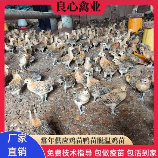 衡阳脱温青脚土鸡苗一个月架子鸡半斤重中鸡仔家养小脚土鸡绿壳蛋鸡苗