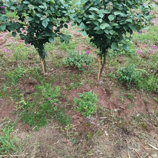1米高中国红笼子